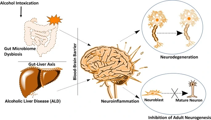 Effects of alcohol on brain chemistry